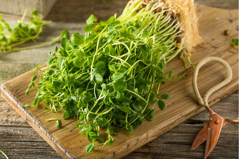 Ärtskott (BIO frö)